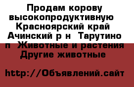 Продам корову высокопродуктивную - Красноярский край, Ачинский р-н, Тарутино п. Животные и растения » Другие животные   